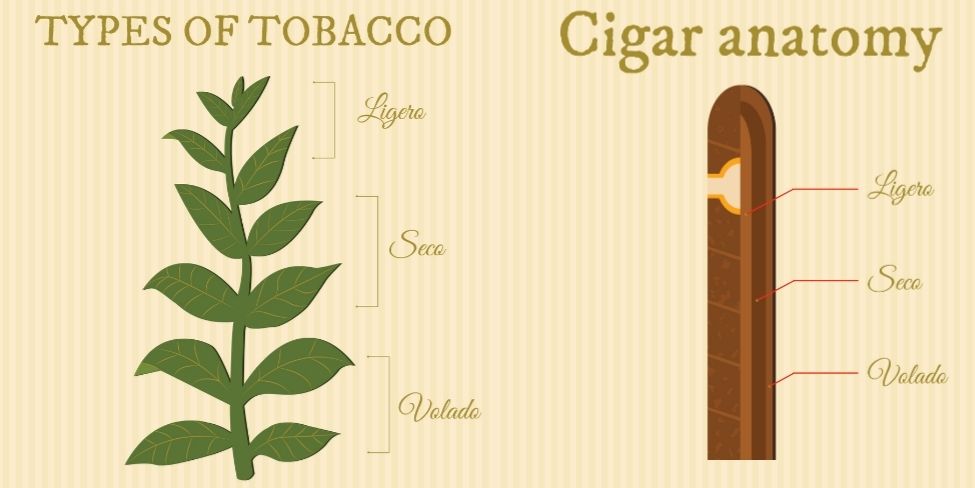 Anatomy of a Cigar: understanding the composition and structure of a cigar