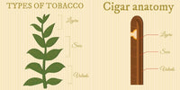 Anatomy Of A Cigar